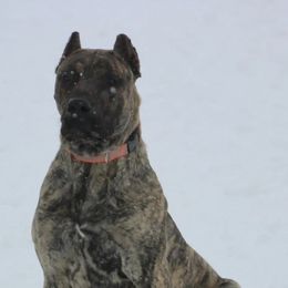 Perro de Presa Canarios from Canarian Bull Kennel