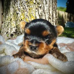 Yorkshire Terrier puppies from John's Yorkshire Terriers
