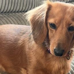 Dachshunds from Karmas Dachshunds