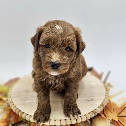 Red boy - Goldendoodle puppy from Sweet Georgia Doodles