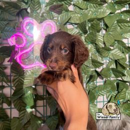 Oliver - Chocolate and tan male Dachshund puppy in Ocala, Florida from The Wiener Family
