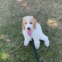 Carter - Poodle