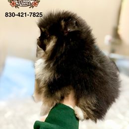 Sansa - Black and tan female Pomeranian puppy in Eagle Pass, Texas from Texas Tumbleweed Poms