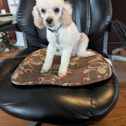 Peanut - Apricot male Poodle puppy in Huron, Tennessee from Wilma's Paw-Paw Patch