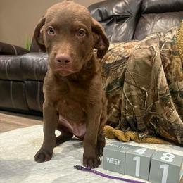 Purple Dot - Brown male Chesapeake Bay Retriever puppy in Wisconsin Dells, Wisconsin from Kilbourn Chesapeakes
