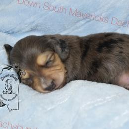 Dapple boy - Dapple male Dachshund puppy in Seminary, Mississippi from Down South Mavericks Dachshunds