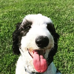 Bernedoodles, Bernese Mountain Dogs, and Sheepadoodles from VonDoodles Bernedoodles & Sheepadoodles
