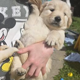 Baby boy red - Light golden male Golden Retriever puppy in Clarksville, Tennessee from 255 Goldens