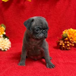 Silver Boy(orange toe) - Silver male Pug puppy in Tulsa, Oklahoma from Locust Creek Pugs & Japanese Chin's