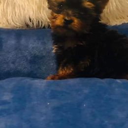 Poodles, Yorkipoos, and Yorkshire Terriers from Royal Paw's Pet Parlour
