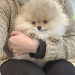 Pomeranian Puppies from Pursell Pomeranians