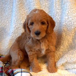 Goldendoodle Puppies from BB Doodles