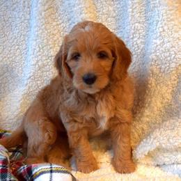 Goldendoodle Puppies from BB Doodles
