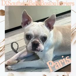 Paris - Boston Terrier