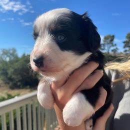 America - Black tri female Miniature American Shepherd puppy in Colorado Springs, Colorado from Valkyrie Adventures