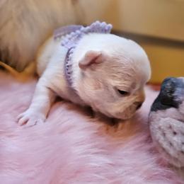 French Bulldog Puppies from Electric City Frenchies