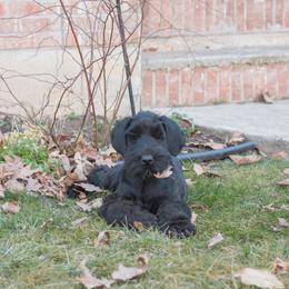 Giant Schnauzer Puppies from Valour's Giants