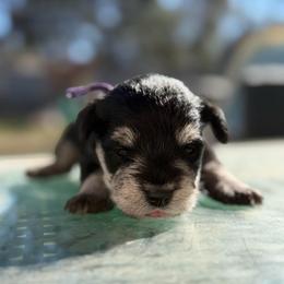 Sheldon - Black and silver male Miniature Schnauzer puppy in Brownwood, Texas from Texas Dreams Mini Schnauzers