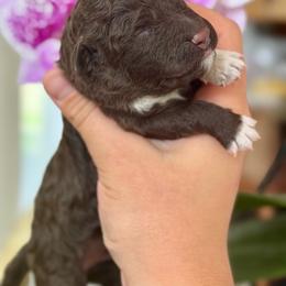 Peanut - Brown male Lagotto Romagnolo puppy in Barrington, Illinois from Lagotto Illinois