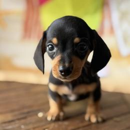 Tessa - Black and tan female Dachshund puppy in Pflugerville, Texas from Dream A Dream Dachshunds