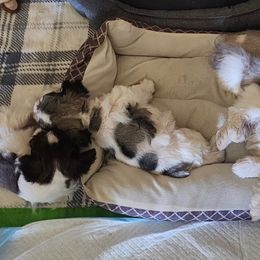 Miniature Schnauzer puppies from Nebula Equine & Canine