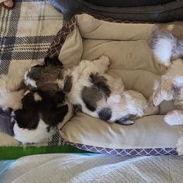 Miniature Schnauzer puppies from Nebula Equine & Canine