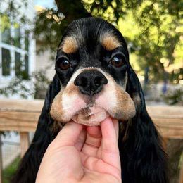 Boy 1 - Black white and tan Cocker Spaniel puppy in Texas from Sisu Cockers