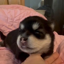 Storm - Black and white female Pomsky puppy in Spring Hill, Florida from PDQ Pomskies