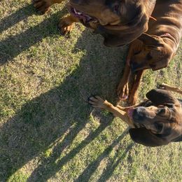 Bloodhounds from Desert Bloodhounds