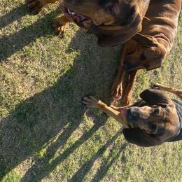 Bloodhounds from Desert Bloodhounds