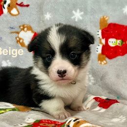 BEIGE Girl - Black and tan female Pembroke Welsh Corgi puppy in Acampo, California from Rees Corgis
