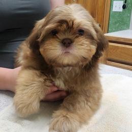 Junior - Red and tan male Shih Tzu puppy in Sapulpa, Oklahoma from Faith Hope and Love Shih Tzu's