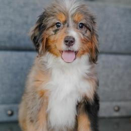 Colette - Merle female Bernedoodle puppy in Dundee, Ohio from Down Home Doodle