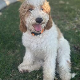 Zuma - Parti male Goldendoodle puppy in Roseville, California from Luna’s Snickerdoodles