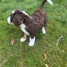Bernedoodle Puppies from Lovey Dovey Bernedoodles