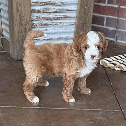 Charlie - Red male Cavapoo puppy in Washington, Indiana from Sugarland Puppies