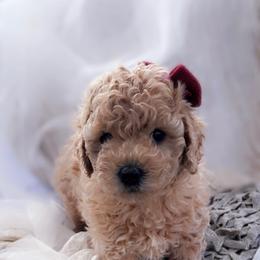 Goldendoodle, Maltipoo, and Poodle Puppies from Winchester Hills Poodles and Doodles