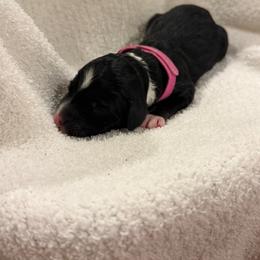 Hot pink - Black and white female Sheepadoodle puppy in Fayette, Alabama from Luxapallila Sheepadoodles