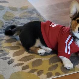 Pembroke Welsh Corgi All Grown Up from H Patisserie Corgis