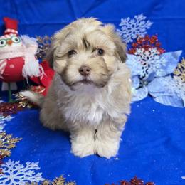 Chocolate Sable Girl - Chocolate sable female Havanese puppy in Vinita, Oklahoma from Locust Creek Shih Tzu & Havanese