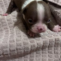 James - Red male Boston Terrier puppy in Spartanburg, South Carolina from Sassy Pap Farms
