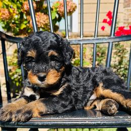 Archie - Phantom male Bernedoodle puppy in Bowling Green, Ohio from FDF Pyredoodles & Bernedoodles