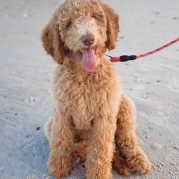Goldendoodle and Golden Retriever All Grown Up from Milligan Valley