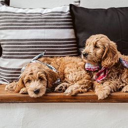 Goldendoodle Puppies from Deer Valley Doodles