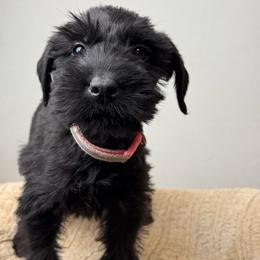 Girl 2 - Baby Pink Collar - Black female Giant Schnauzer puppy in St George, Utah from Schnauzer Ranch