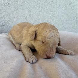 Beau - Apricot male Poodle puppy in Tucson, Arizona from Desert Doodles + Poodles