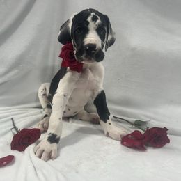 Caballo - Harlequin male Great Dane puppy in Liberty, New York from Catskills Greatest Danes