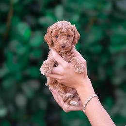 Simba - Apricot male Poodle puppy in Fort Myers, Florida from Blossom Paws