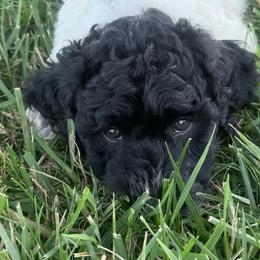 Black and white - Parti male Goldendoodle puppy in Mc Cutchenville, Ohio from Dawn's Doodles