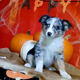 Tammy - Blue merle female Miniature Australian Shepherd puppy in Elkhart, Texas from Donaldson Dogz